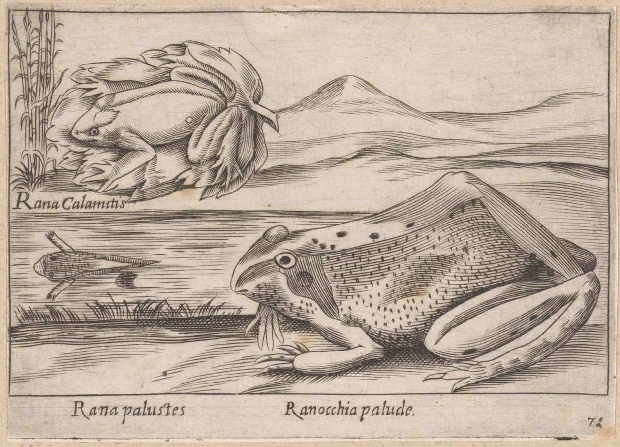 Moeras Kikkers Marsh Frog / Marsh Frog (titel på objekt) Dieren en fabelwezens (serietitel) Nova samling av de mest nyfikna djuren i världen (serietitel) av Antonio Tempesta