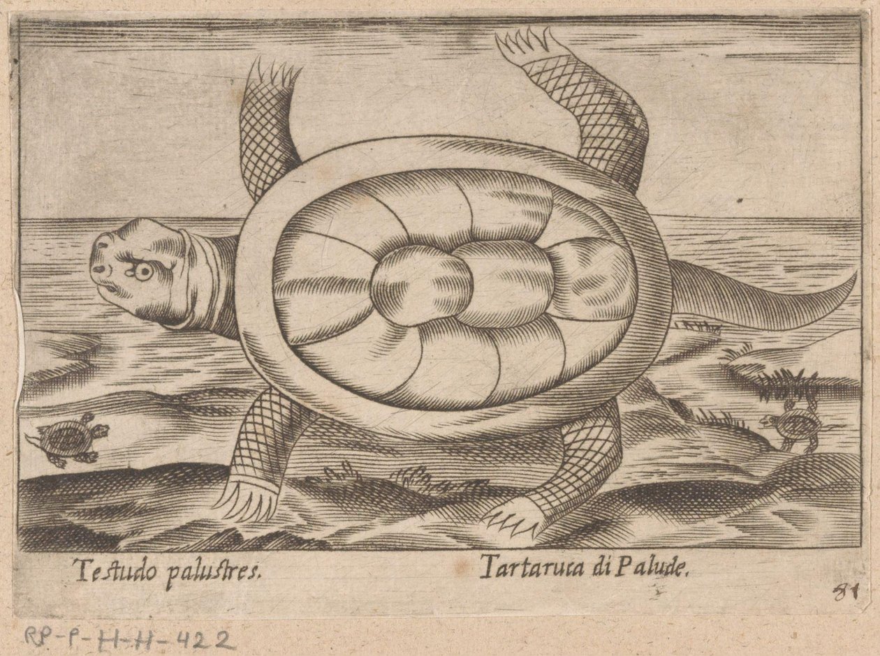 Moerasschildpad Testudo palustres/ Tartaruca di Palude (titel på objekt) Dieren en fablewezens (serietitel) Nova raccolta de li animali piu curiosi del mondo (serietitel) av Antonio Tempesta
