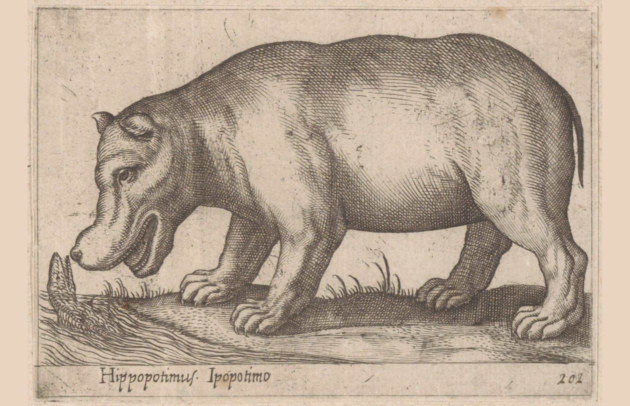 Flodhäst Flodhäst/Ippopotamo (titel på objekt) Djur och mytiska varelser (serietitel) Nova raccolta de li animali piu curiosi del mondo (serietitel) av Antonio Tempesta