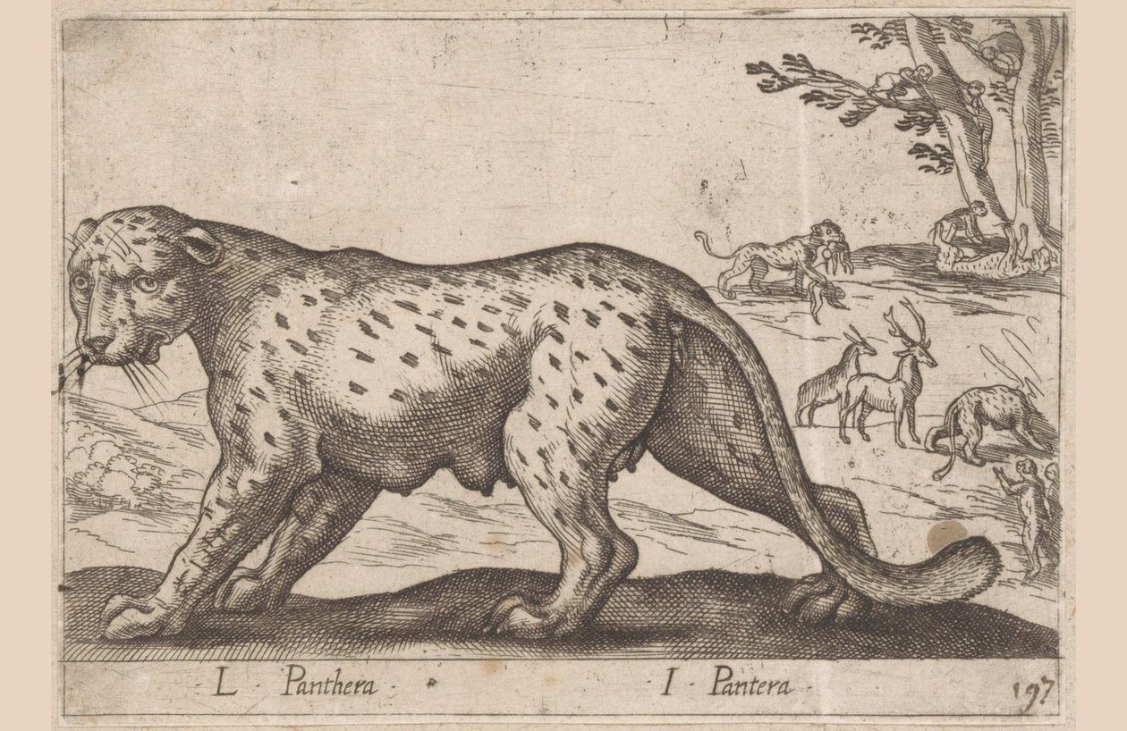 Panter L Panthera/ I Panthera (titel på objekt) Dieren en fablewezens (serietitel) Ny samling av världens mest nyfikna djur (serietitel) av Antonio Tempesta