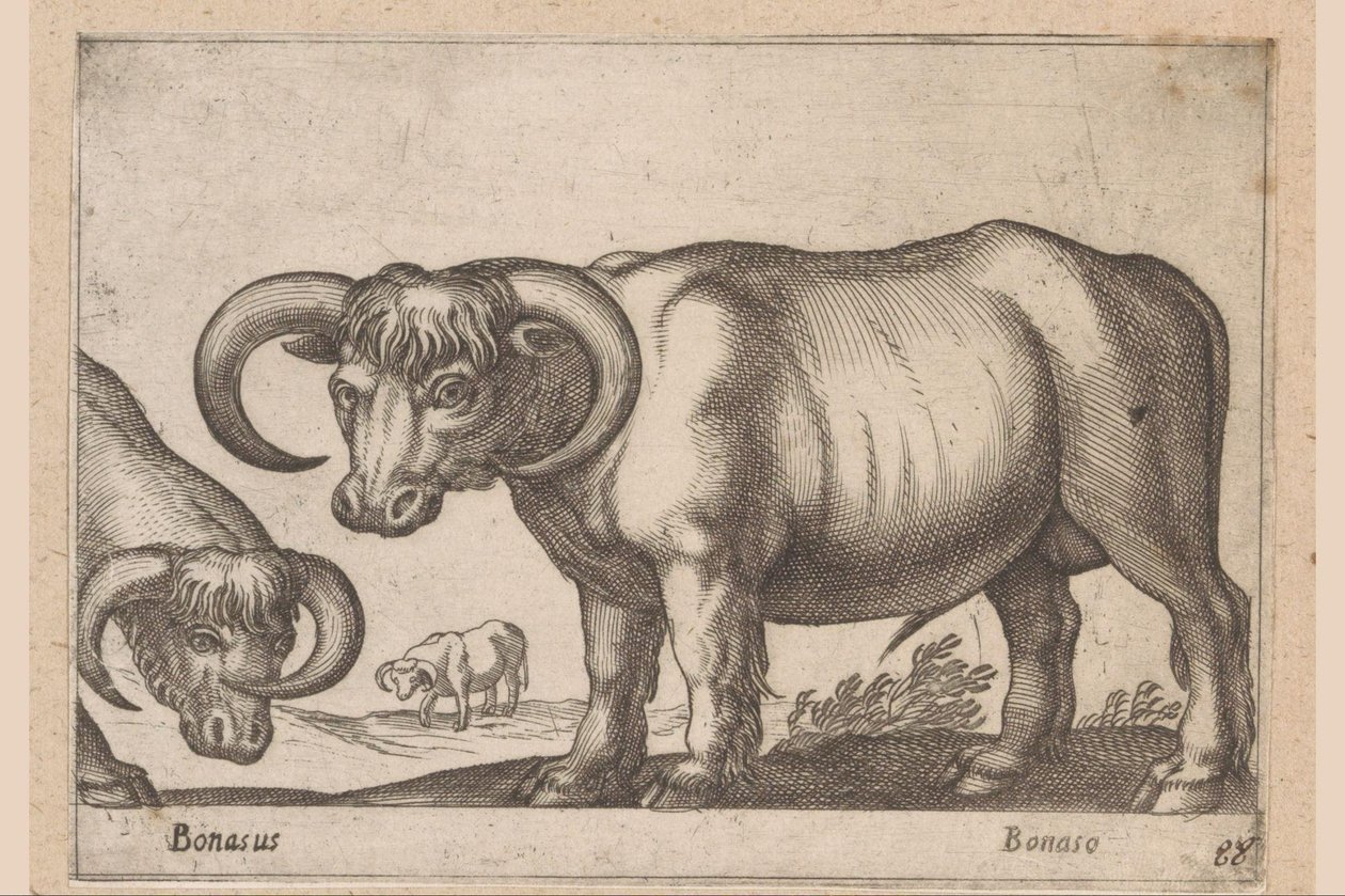 Nötkreatur Bonasus/ Bonaso (titel på objekt) Djur och mytiska varelser (serietitel) Nova raccolta de li animali piu curiosi del mondo (serietitel) av Antonio Tempesta
