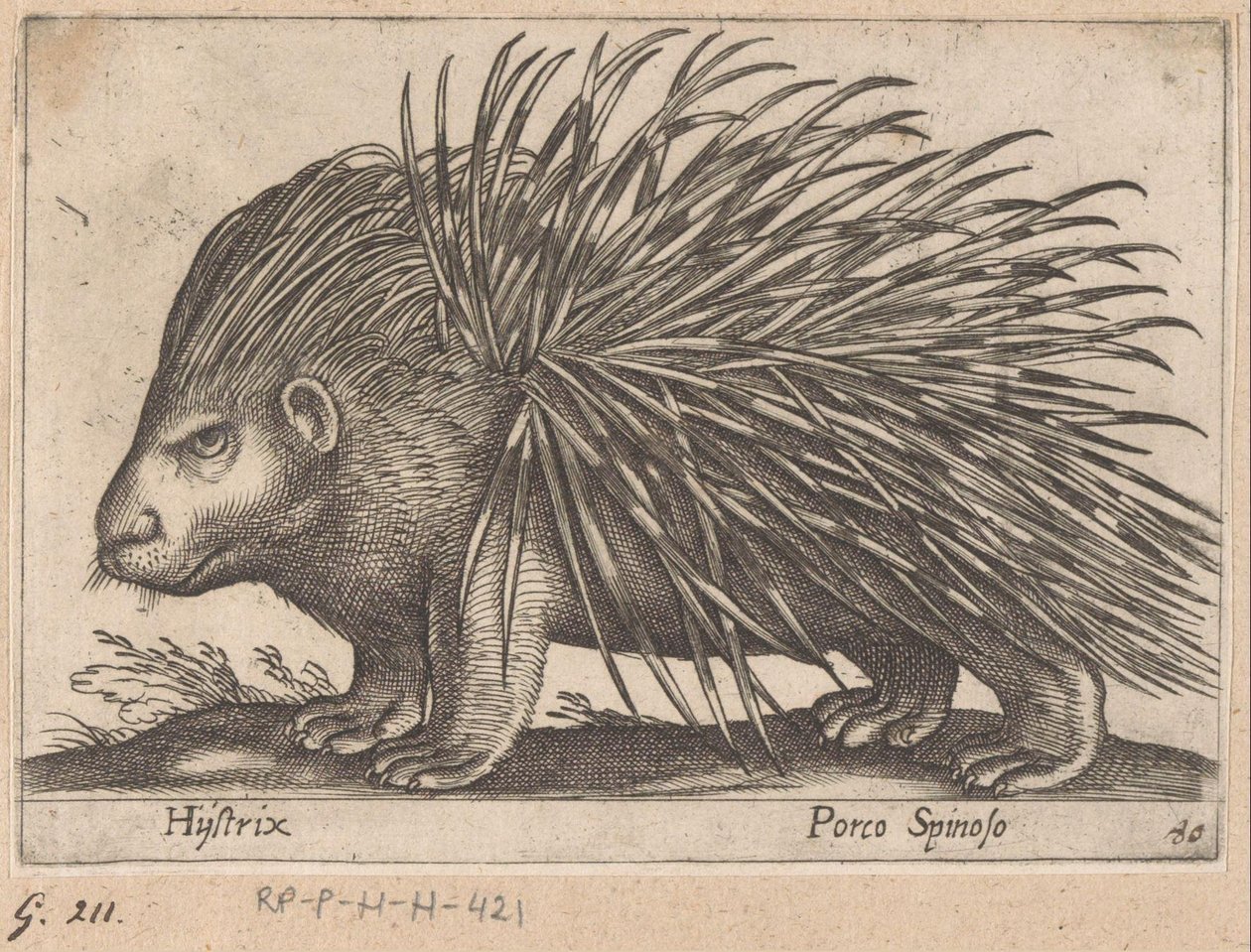 Piggsvin Hijstrix/ Porco Spinoso (titel på objekt) Djur och mytiska varelser (serietitel) Nova raccolta de li animali piu curiosi del mondo (serietitel) av Antonio Tempesta