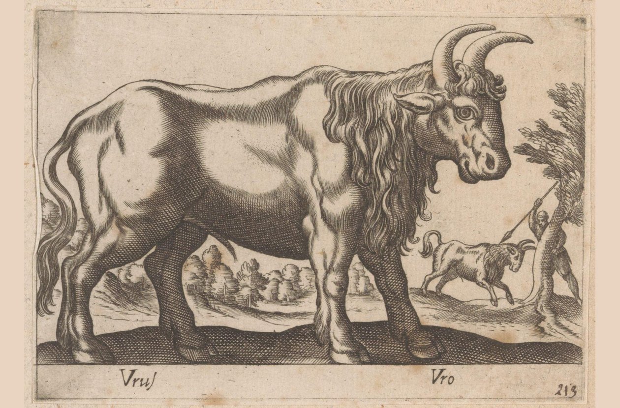 Tjur Vrus/ Vro (titel på objekt) Dieren en fablewezens (serietitel) Ny samling av världens mest nyfikna djur (serietitel) av Antonio Tempesta
