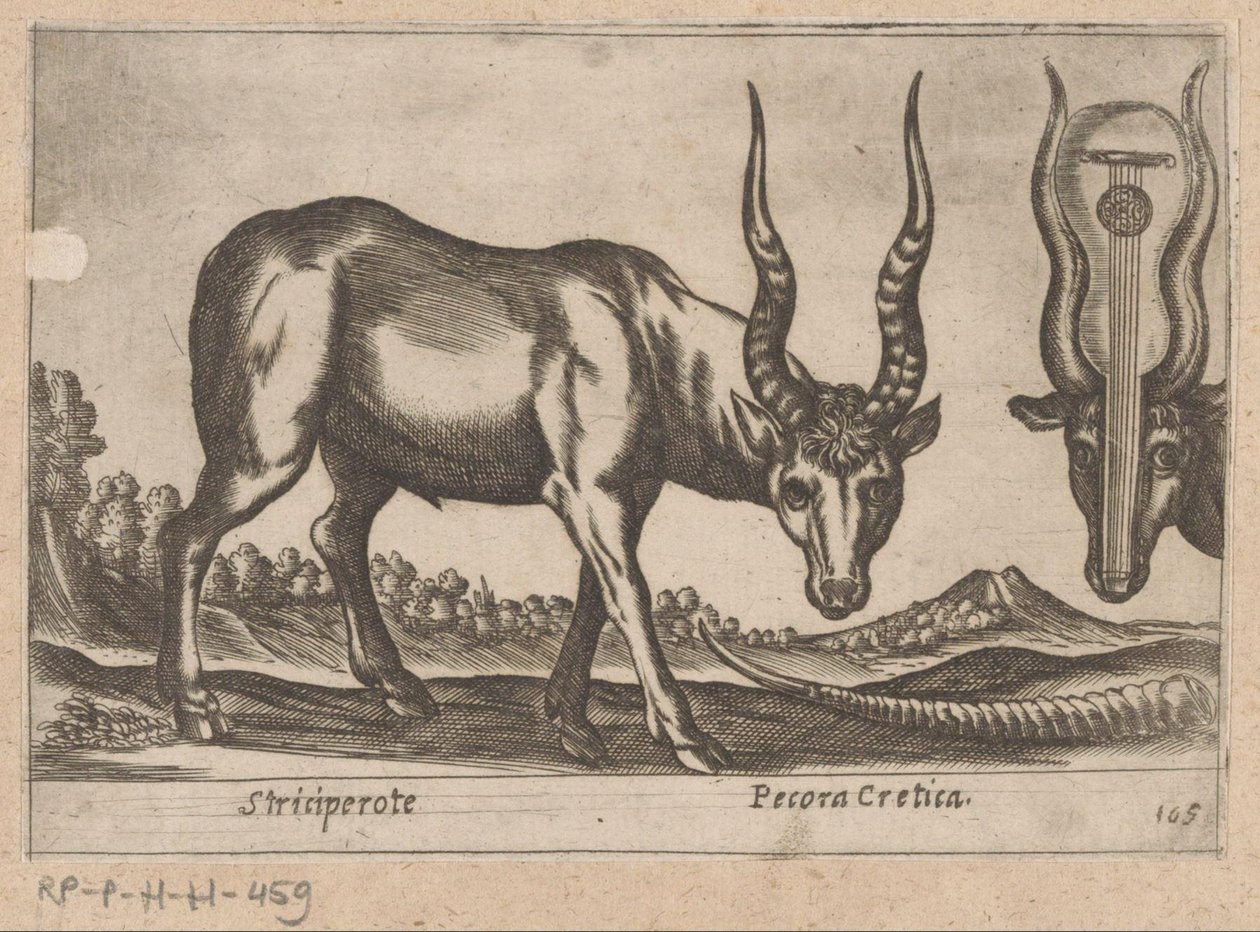 Två antiloper Striciperote/ Cretan Cattle (titel på objekt) Dieren en fablewezens (serietitel) Nova raccolta de li animali piu curiosi del mondo (serietitel) av Antonio Tempesta