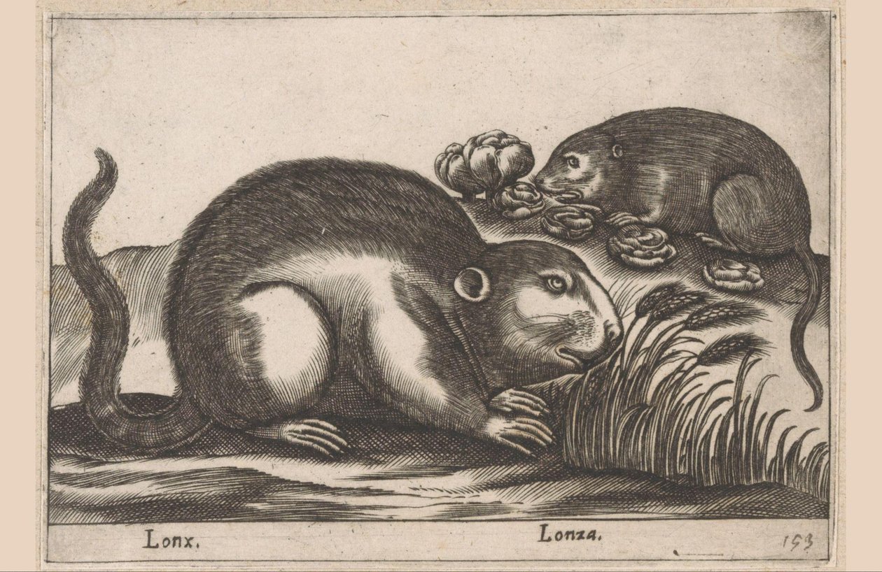 Två bisamråttor Lonx/ Lonza (titel på objekt) Djur och mytiska varelser (serietitel) Nova raccolta de li animali piu curiosi del mondo (serietitel) av Antonio Tempesta