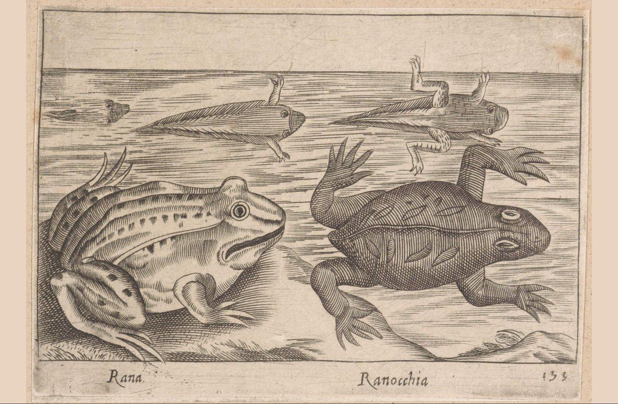 Fem stadier av en groda Rana/ Ranocchia (titel på objekt) Djur och mytiska varelser (serietitel) Nova raccolta de li animali piu curiosi del mondo (serietitel) av Antonio Tempesta