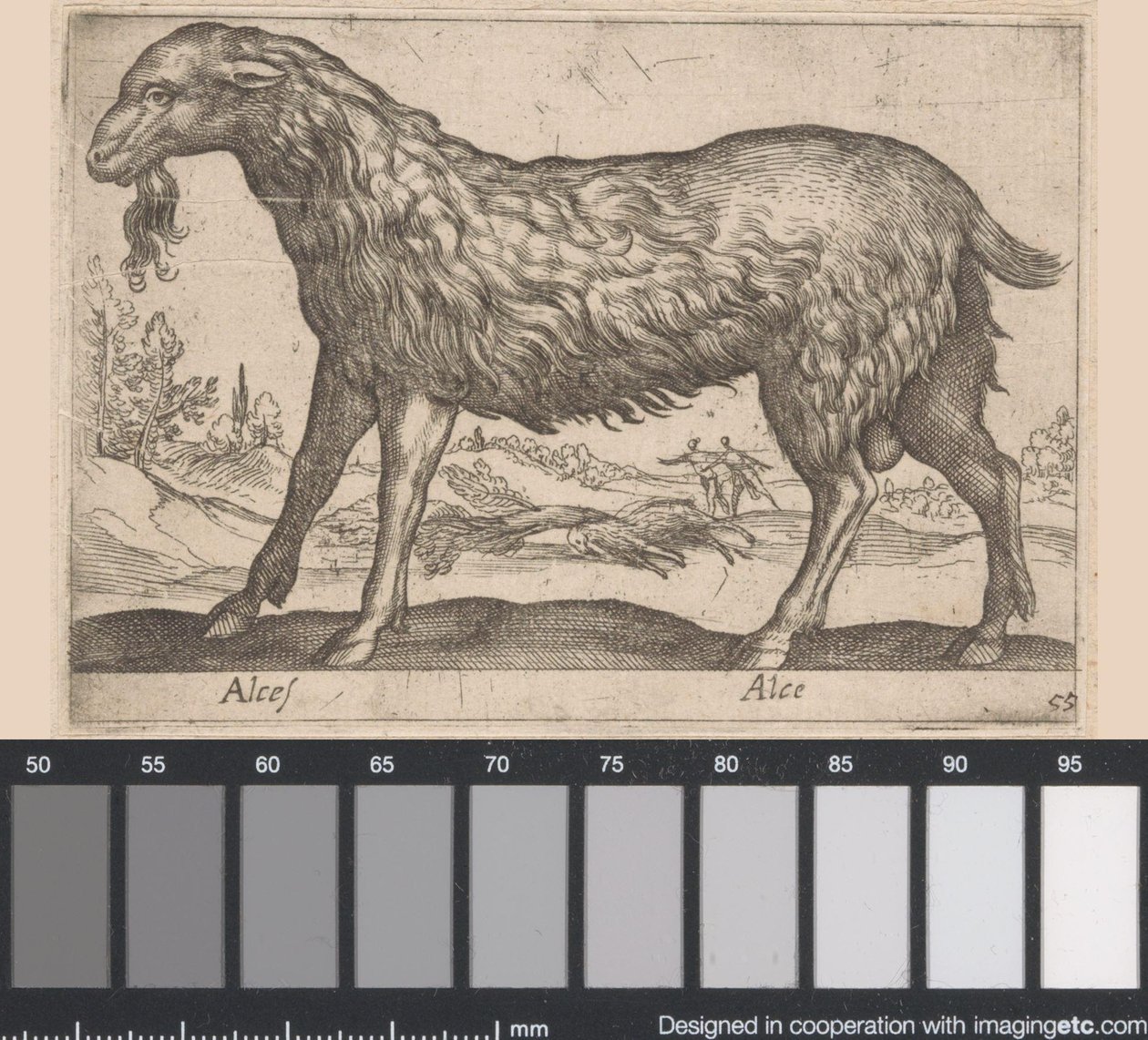 kvinnlig älg Alces/ Alce (titel på objekt) Djur och mytiska varelser (serietitel) Nova raccolta de li animali piu curiosi del mondo (serietitel) av Antonio Tempesta
