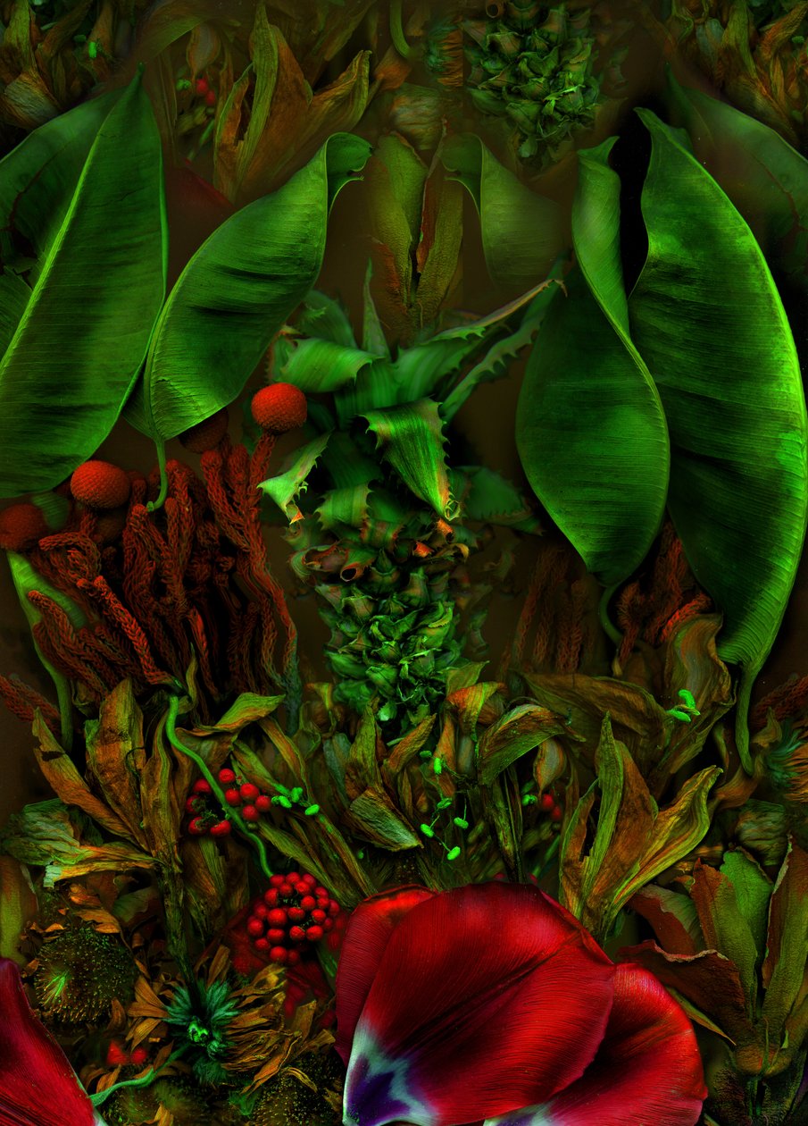  av Antonius Antonius