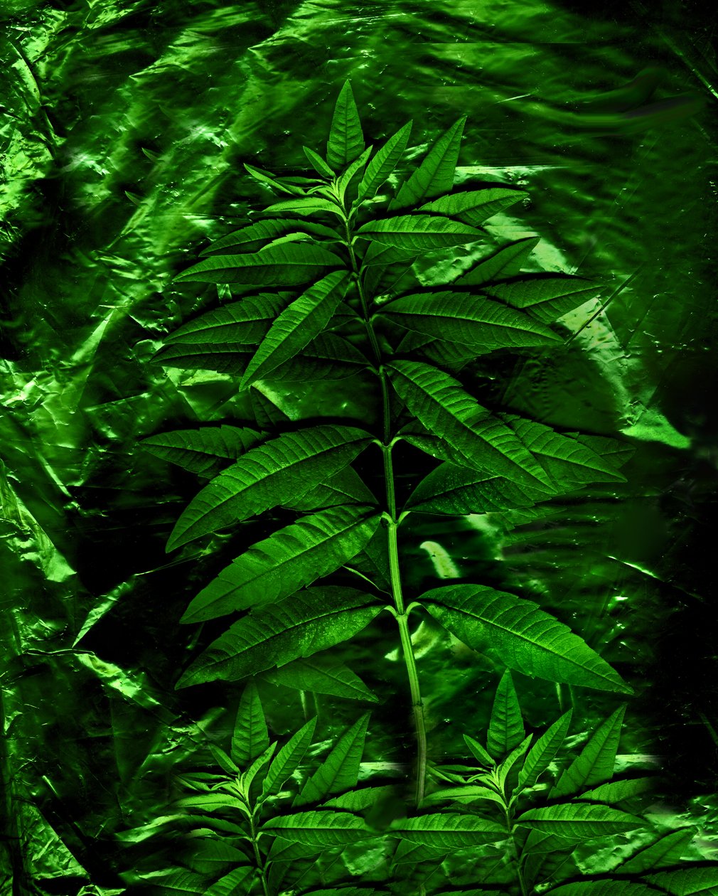  av Antonius Antonius