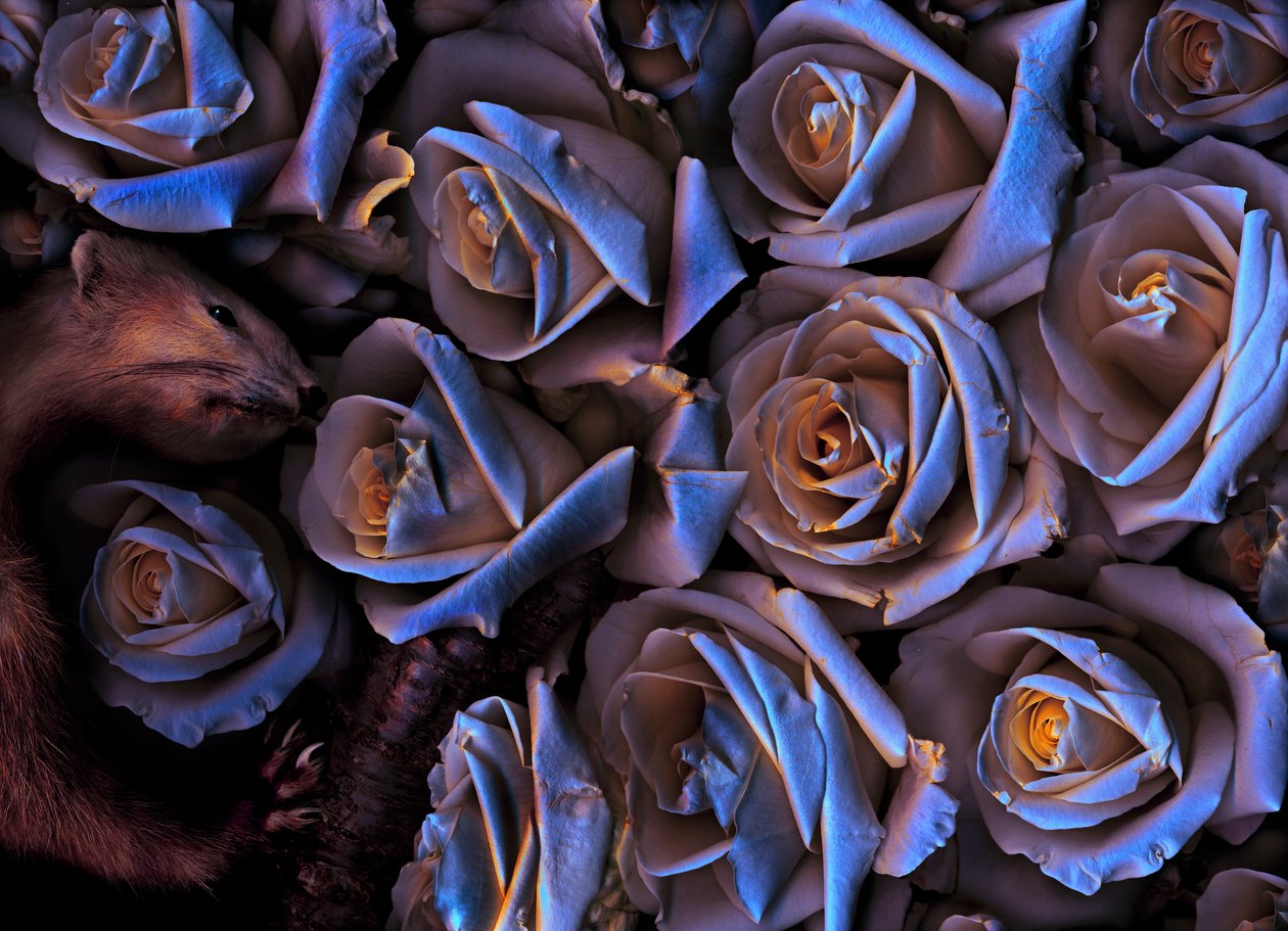  av Antonius Antonius