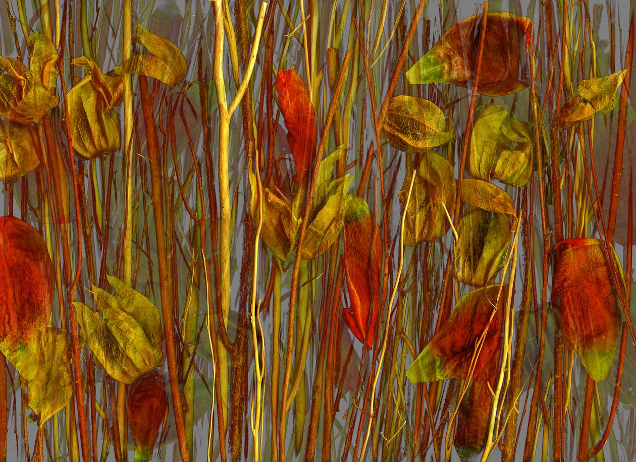  av Antonius Antonius