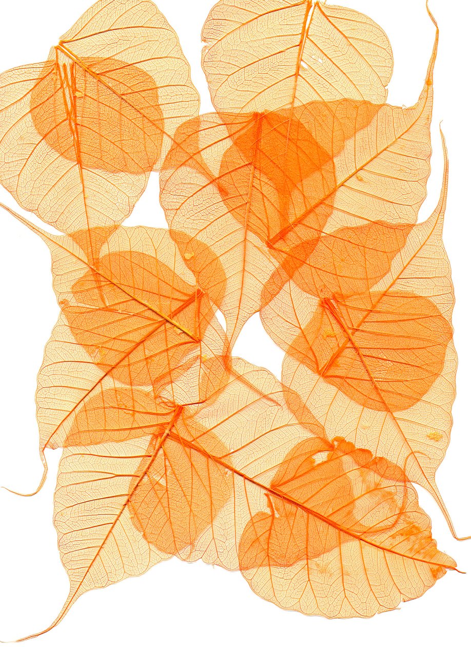  av Antonius Antonius