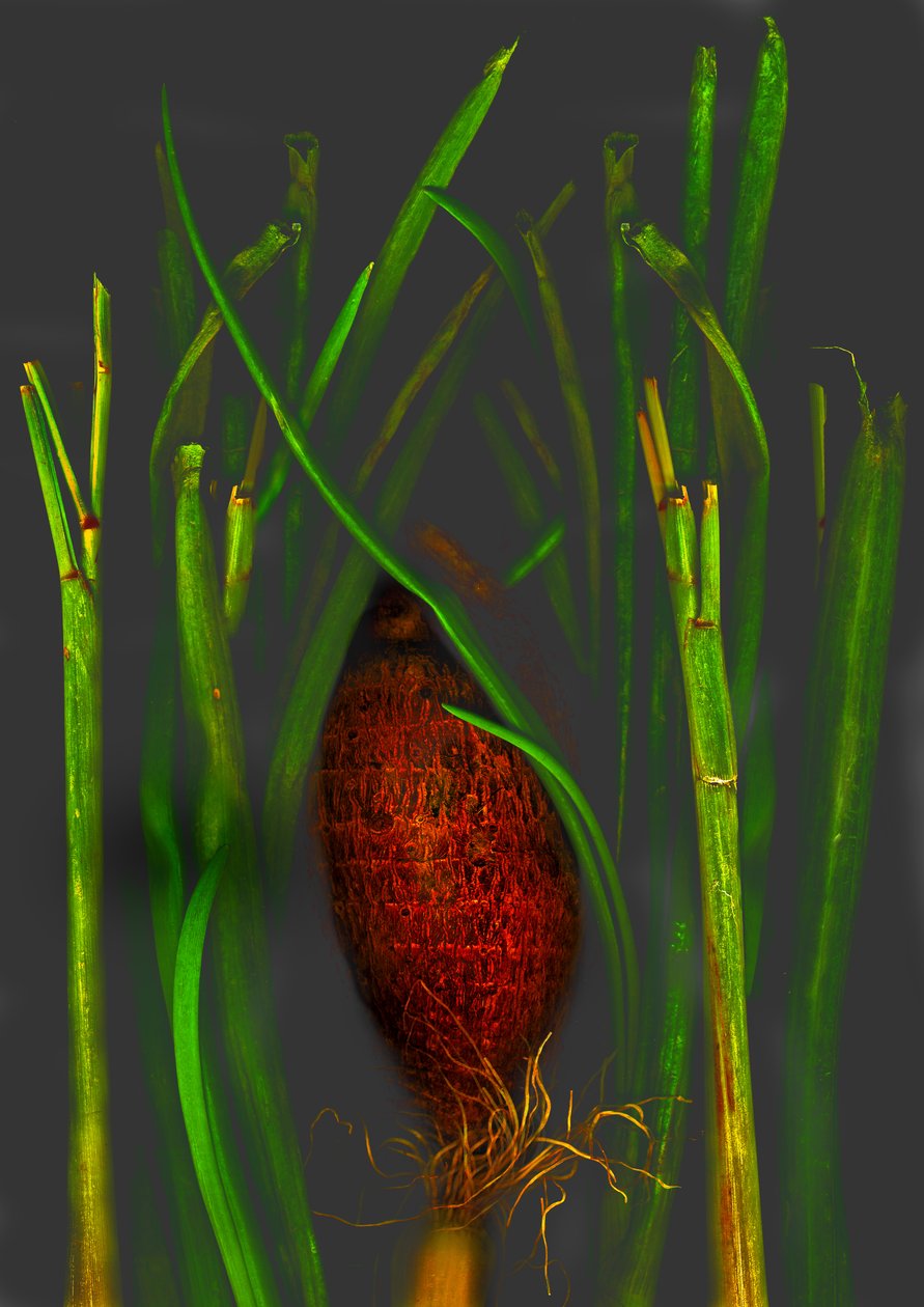 djungelfrukt av Antonius Antonius