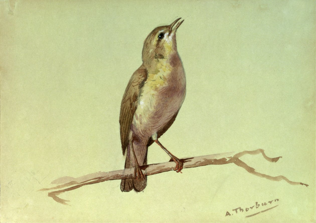 A Lark (wc förstärkt med vitt) av Archibald Thorburn
