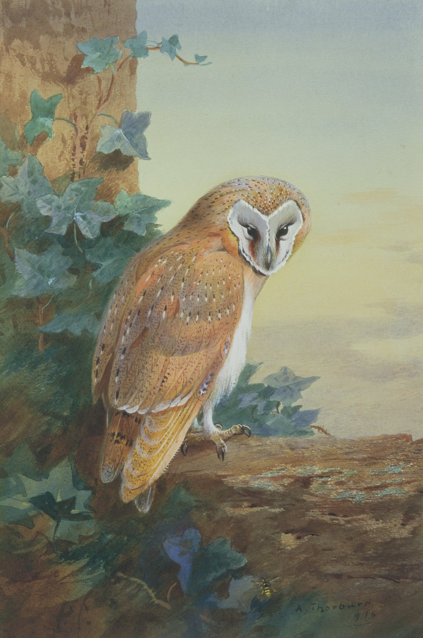 Uggla, 1916 (akvarell på papper) av Archibald Thorburn