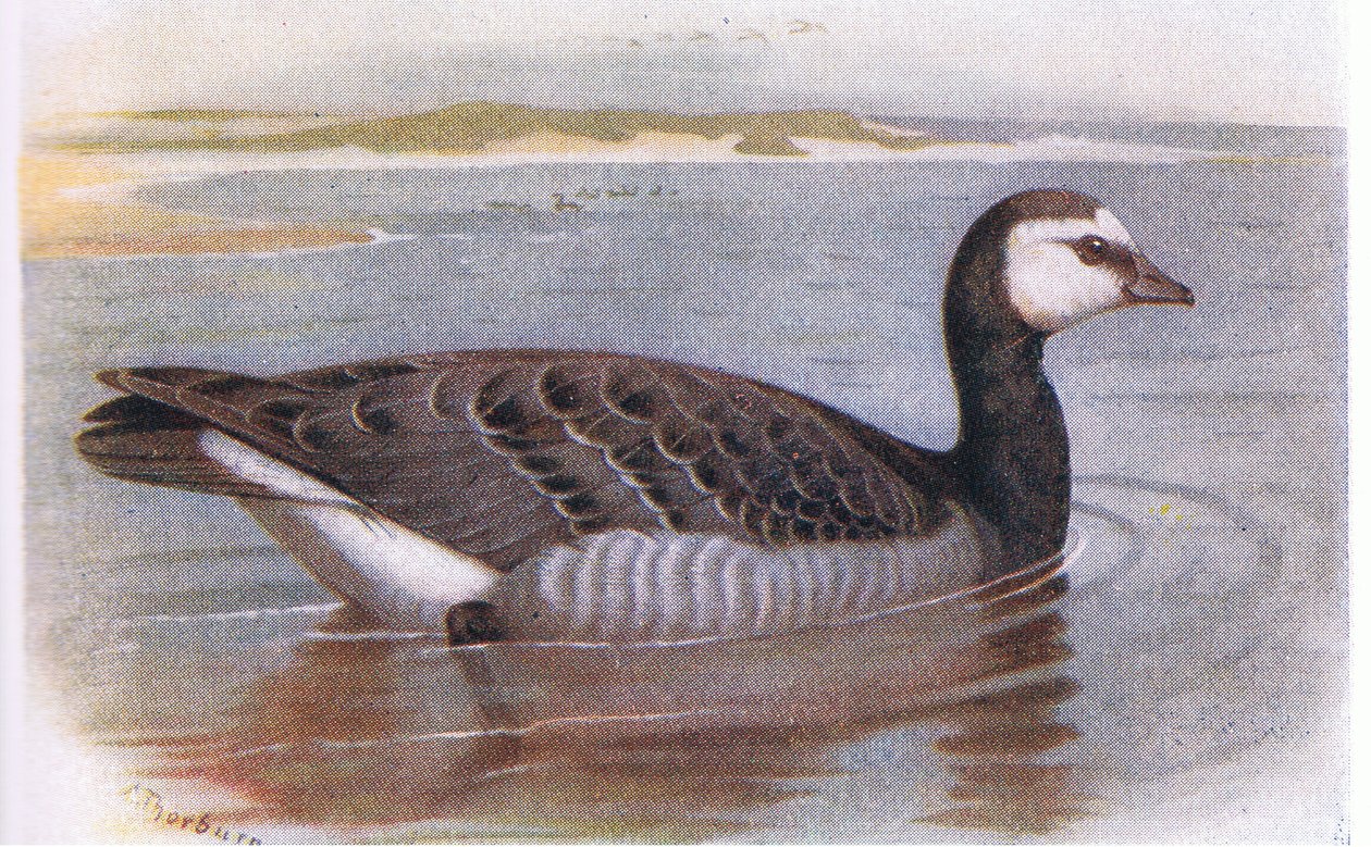 Nötvästgås av Archibald Thorburn