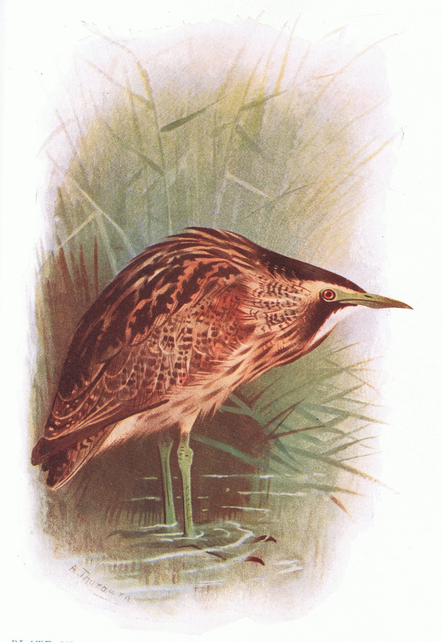 Bittern, från British Birds publicerad av Longmans, 1932 av Archibald Thorburn