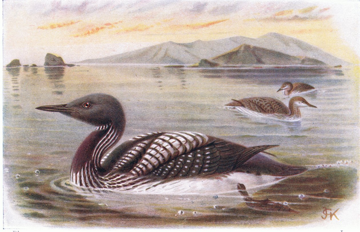 Svartstrupig dykare av Archibald Thorburn