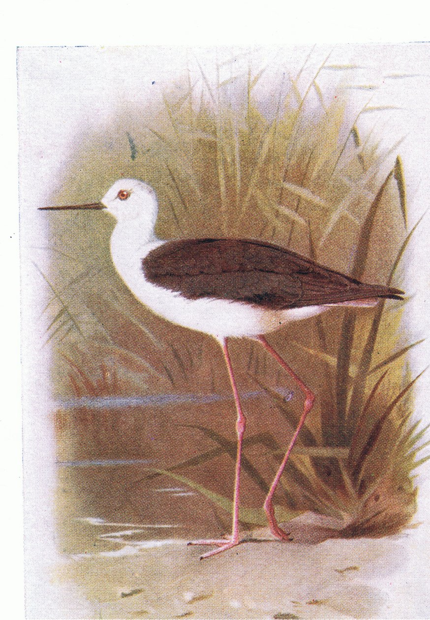 Black Winged Stilt, från Birds of the British Isles and Their Eggs publicerad av Frederick Warne & Co Ltd, 1958 av Archibald Thorburn