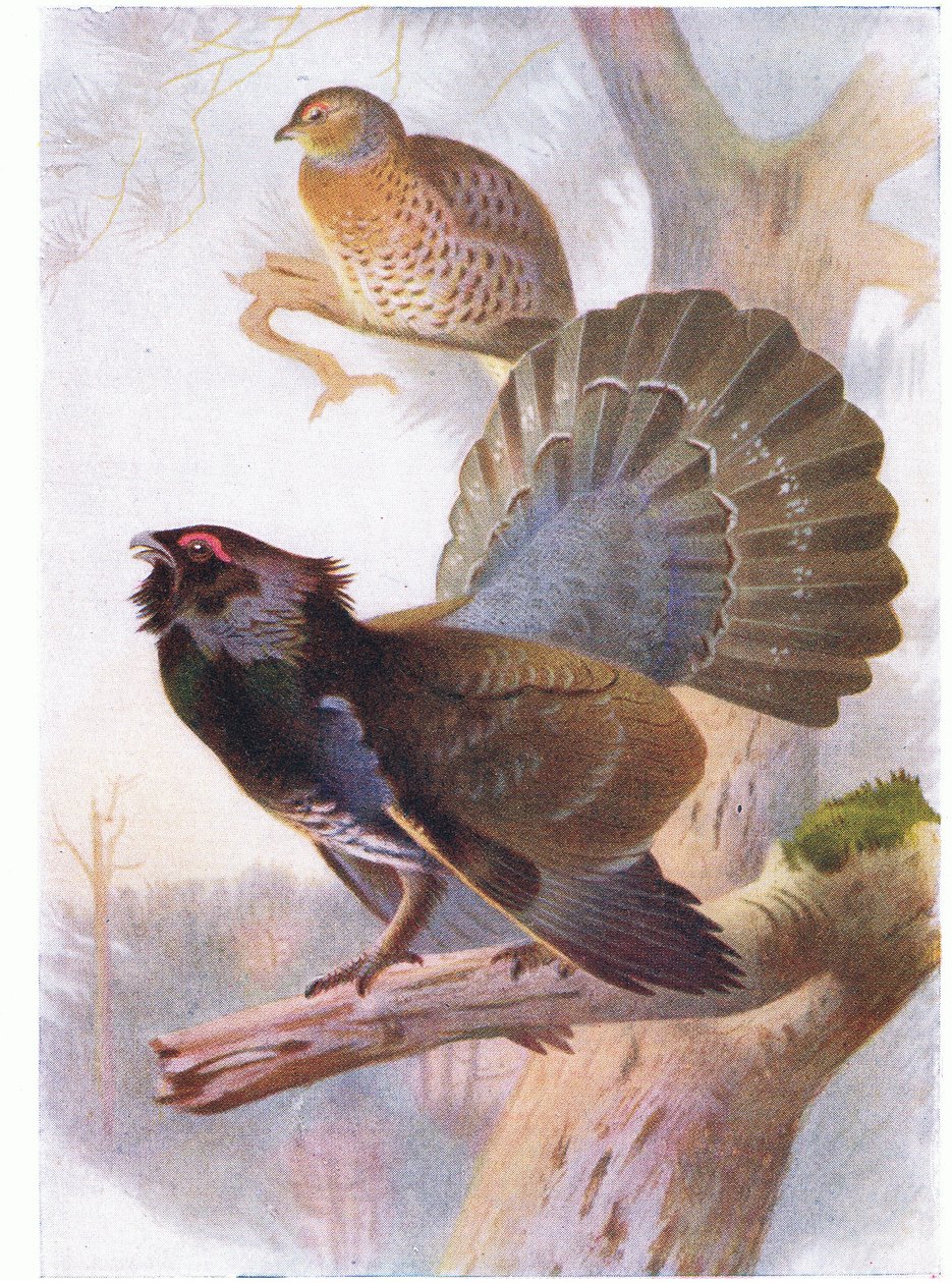 Tjäder av Archibald Thorburn