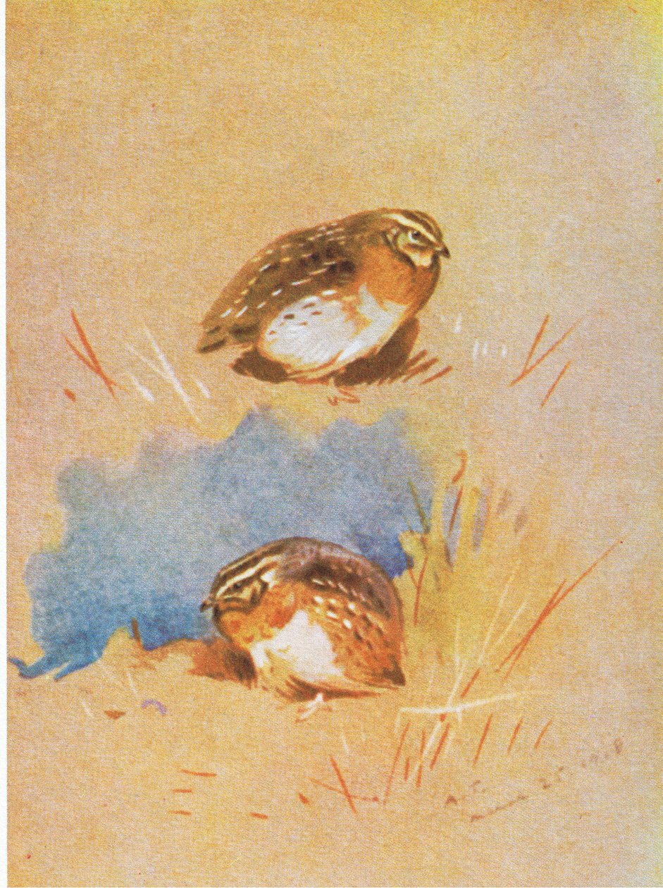 Common Partridge studies, pub. saunia e Book Club Associates, 1972 swed av Archibald Thorburn