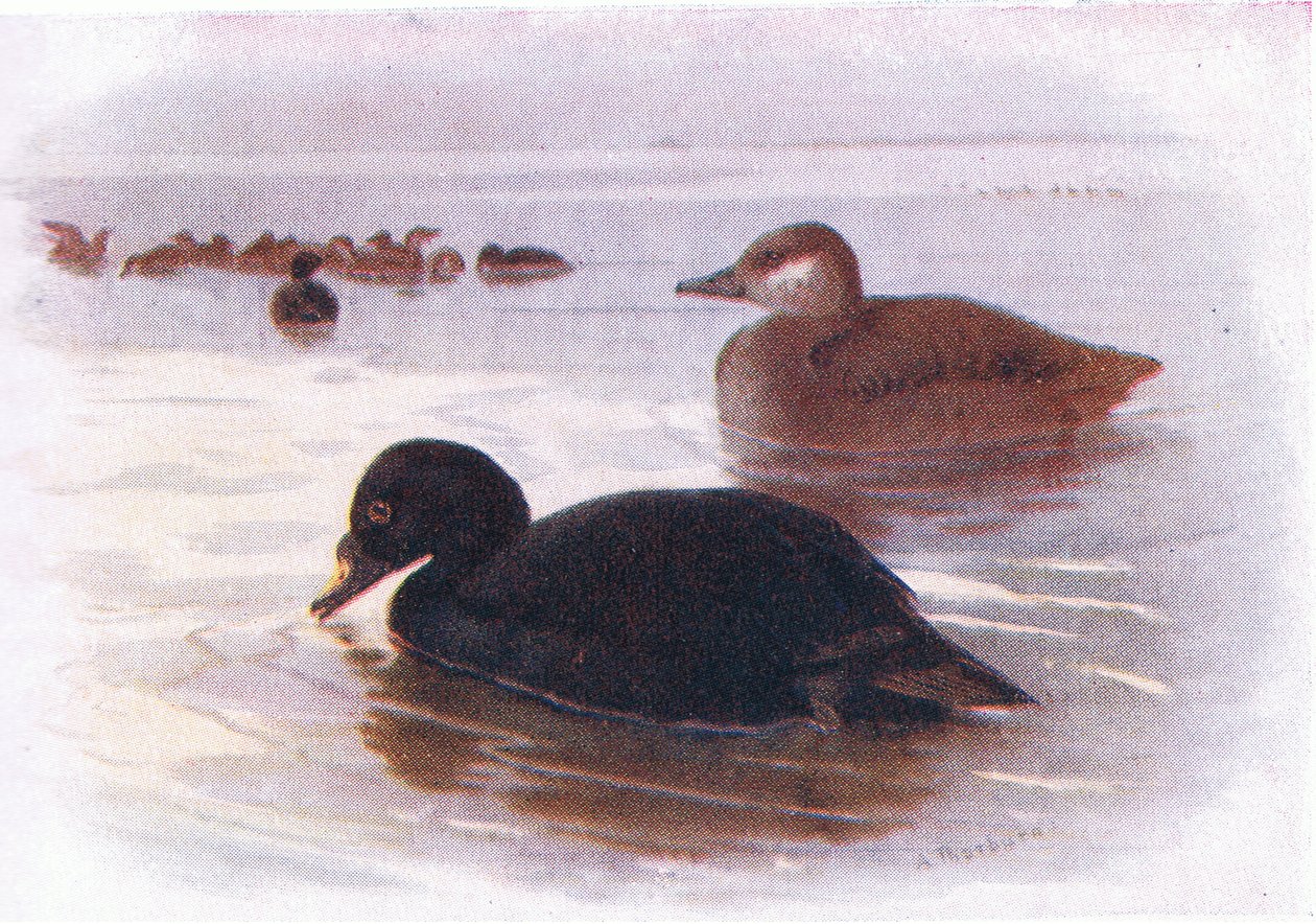 Vanlig skotare av Archibald Thorburn