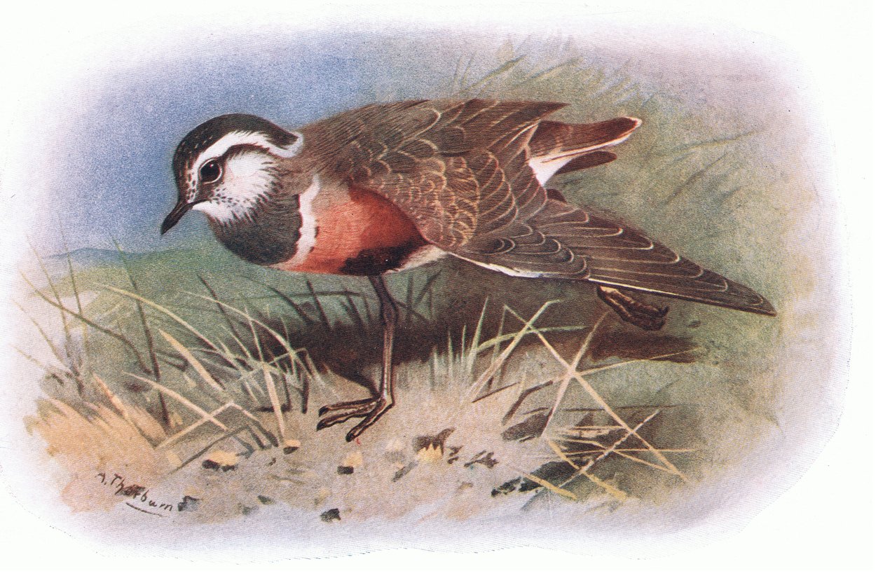 Dotterell, från British Birds utgiven av Longmans, 1932. av Archibald Thorburn