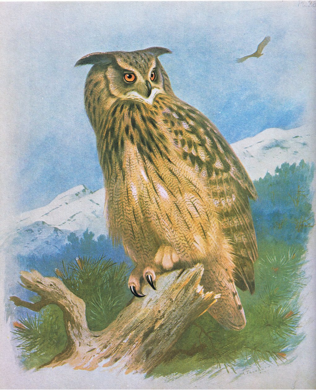 Aeto lulu, fale fa