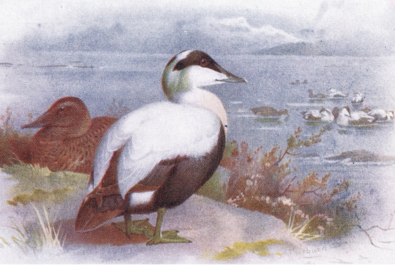 Ejder av Archibald Thorburn