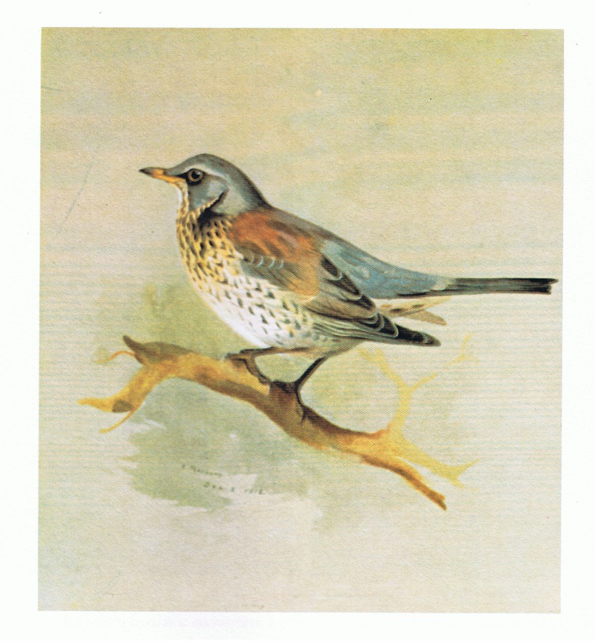 Fieldfare, pub. saunia e Book Club Associates, 1972 swed av Archibald Thorburn