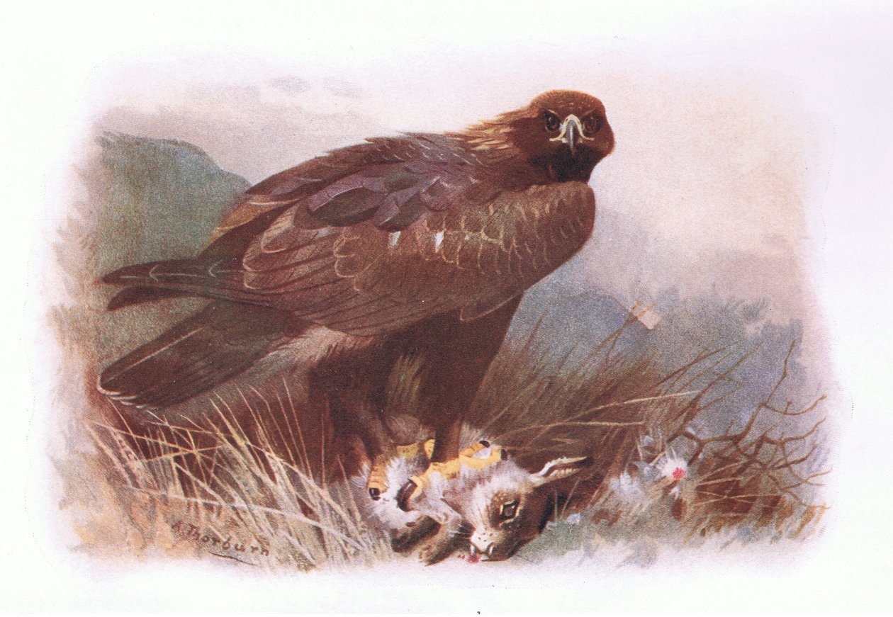 Golden Eagle, från British Birds publicerad av Longmans, 1932 av Archibald Thorburn