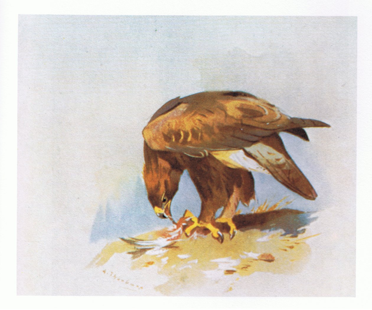 Golden Eagle studier, pub. av Book Club Associates, 1972 av Archibald Thorburn