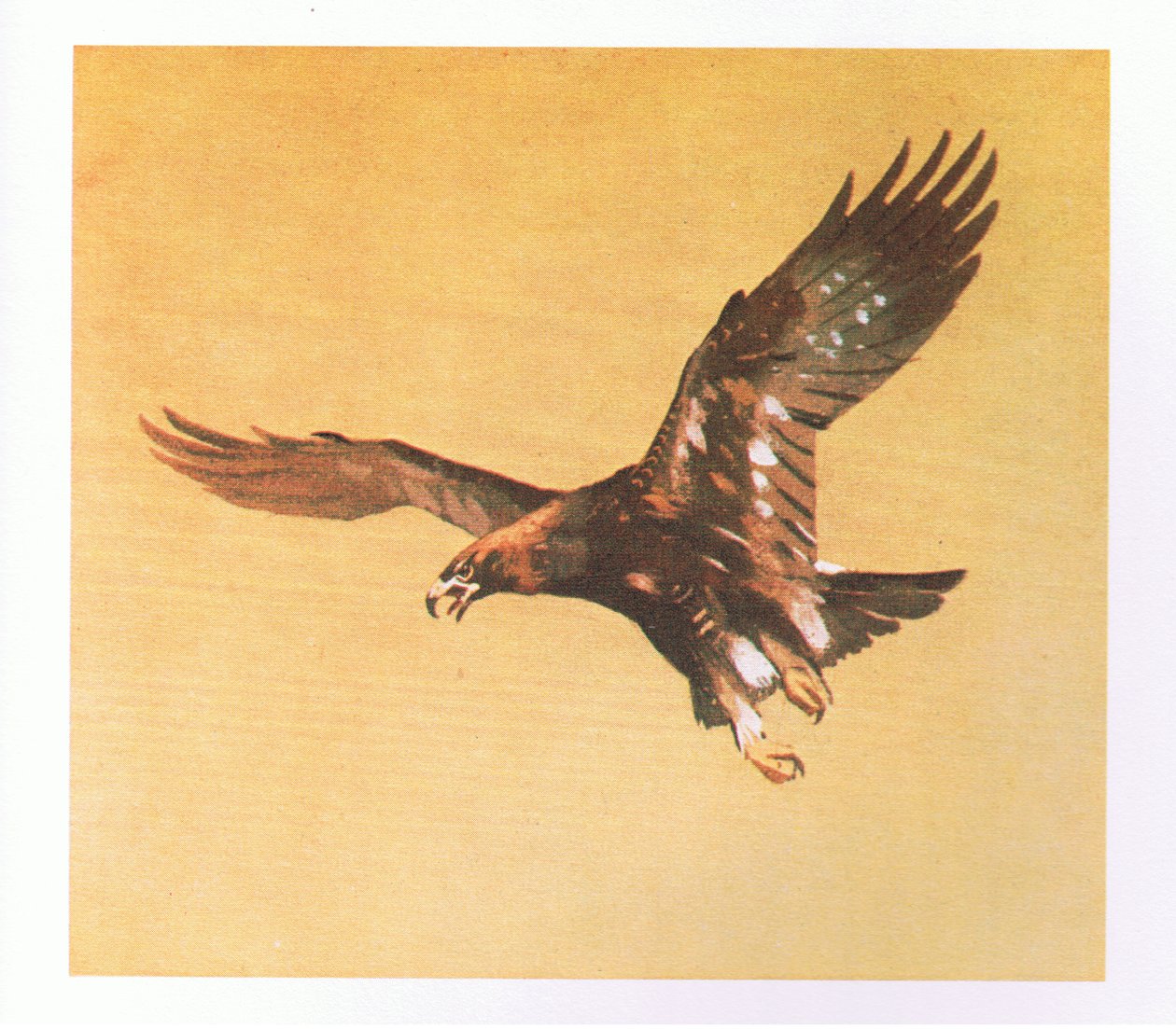 Golden Eagle studier, pub. av Book Club Associates, 1972 av Archibald Thorburn