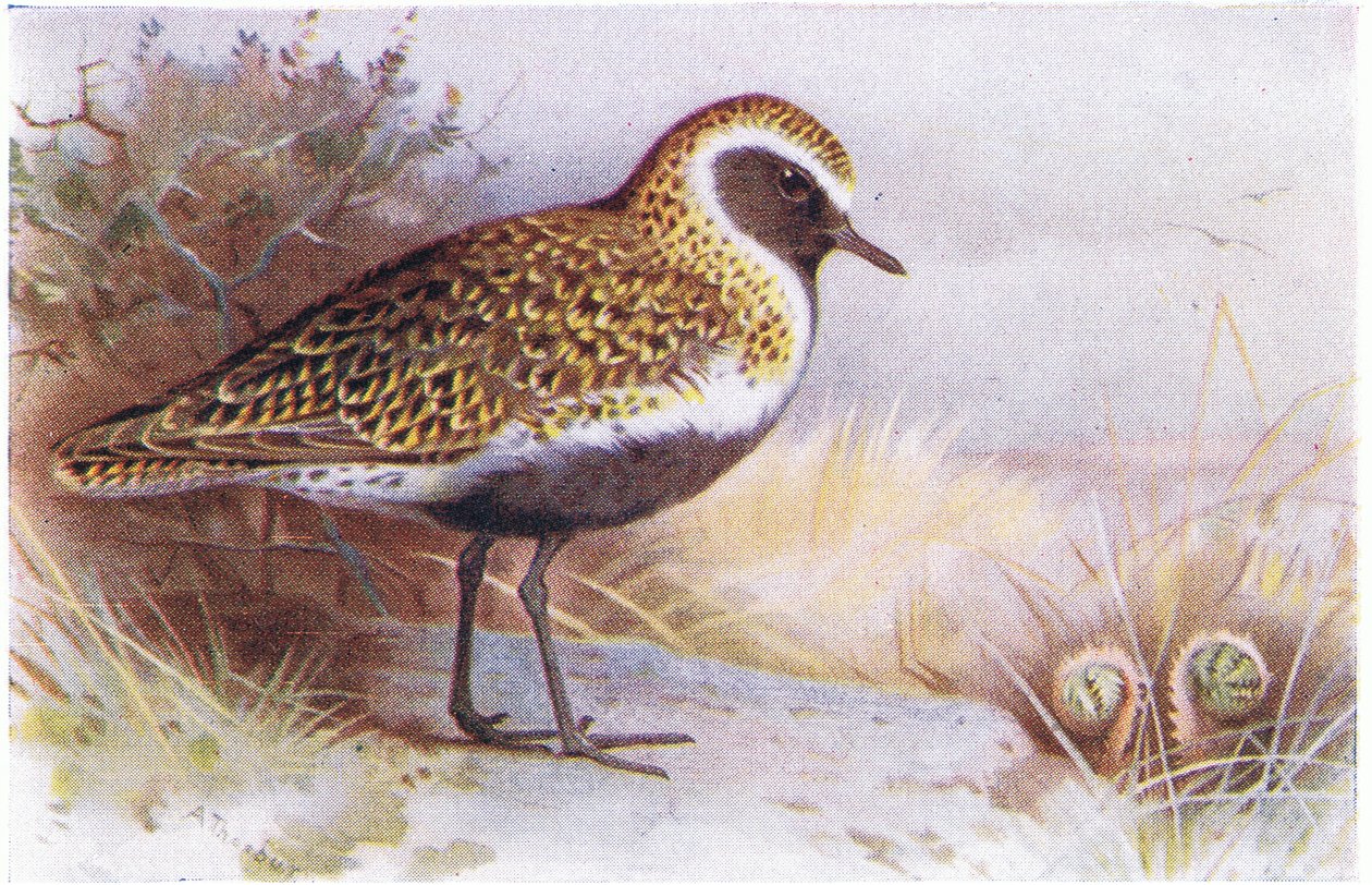 Golden Plover, från Birds of the British Isles and Their Eggs publicerad av Frederick Warne & Co Ltd, 1958 av Archibald Thorburn