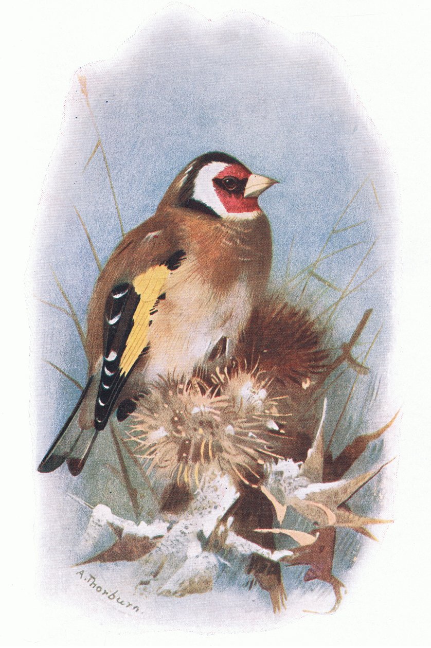 Goldfinch, från British Birds publicerad av Longmans, 1932 av Archibald Thorburn