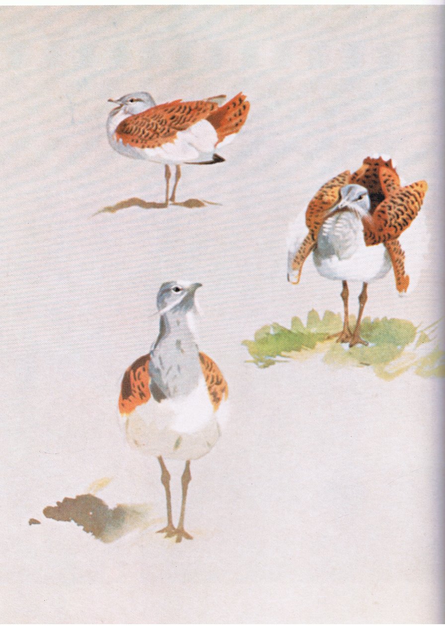 Great Bustard, fale fa
