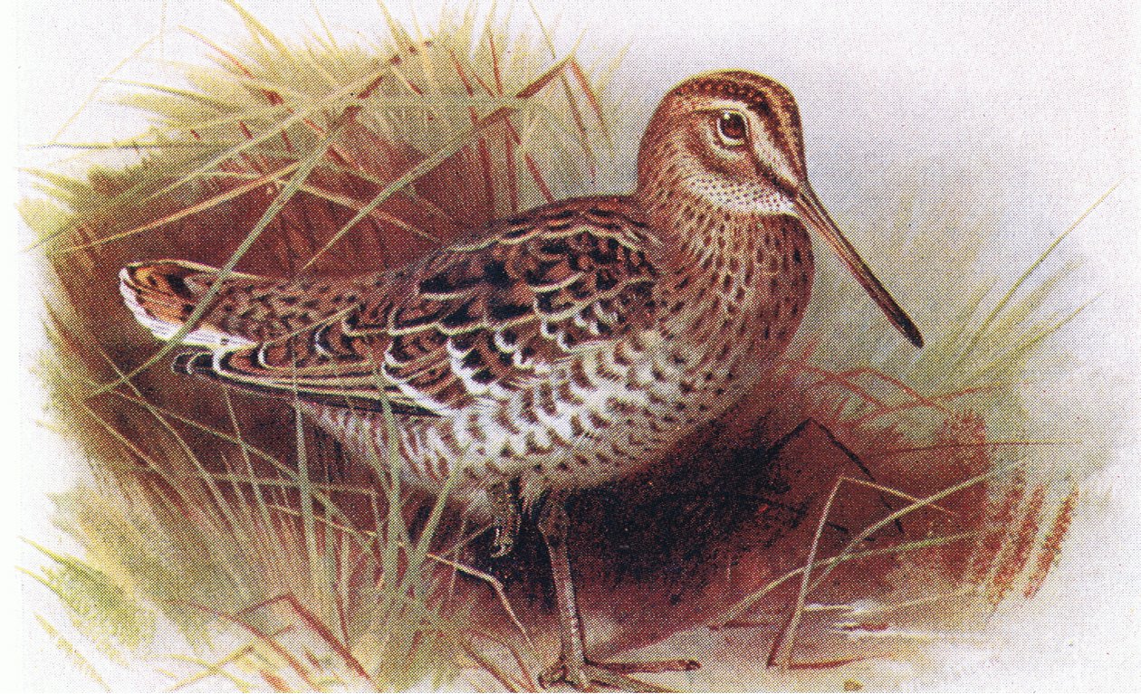 Great Snipe, från Birds of the British Isles and Their Eggs publicerad av Frederick Warne & Co Ltd, 1958 av Archibald Thorburn