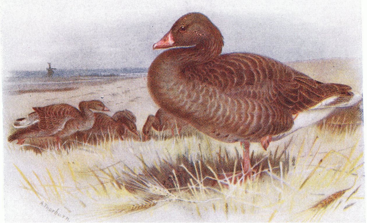 Grey Lag Goose av Archibald Thorburn