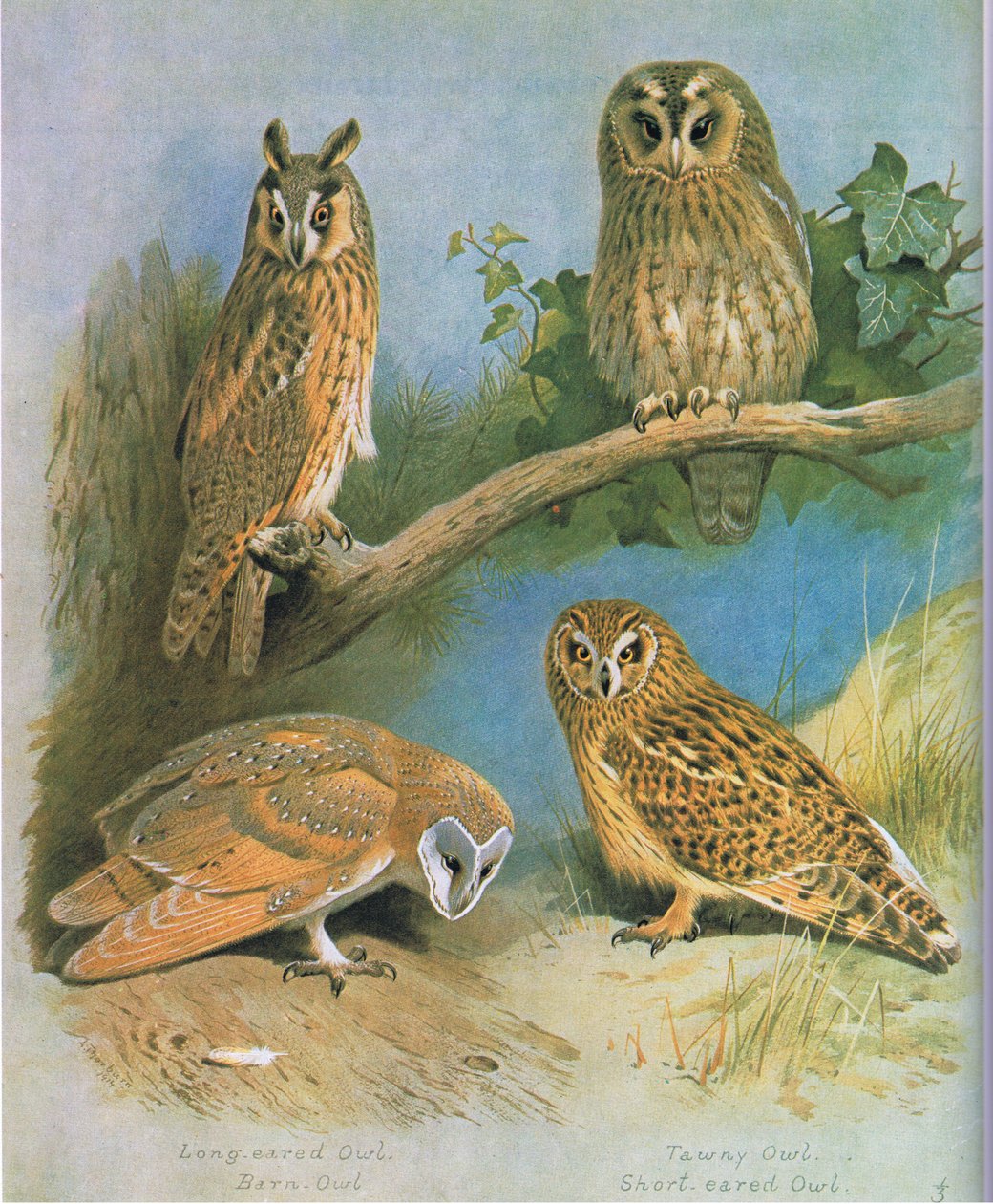 Long Eared Owl, Barn Owl, Tawny Owl, Short Eared Owl, pub. av Book Club Associates, 1972 av Archibald Thorburn