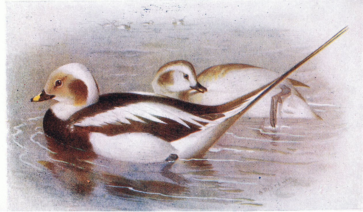 Long Tailed Duck swed av Archibald Thorburn