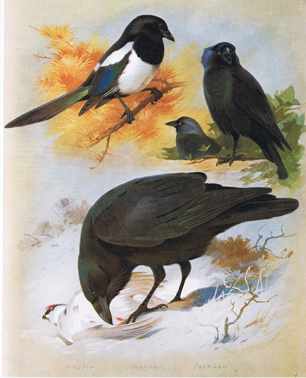 Skata, Raven and Jackdaw, pub. av Book Club Associates, 1972 av Archibald Thorburn