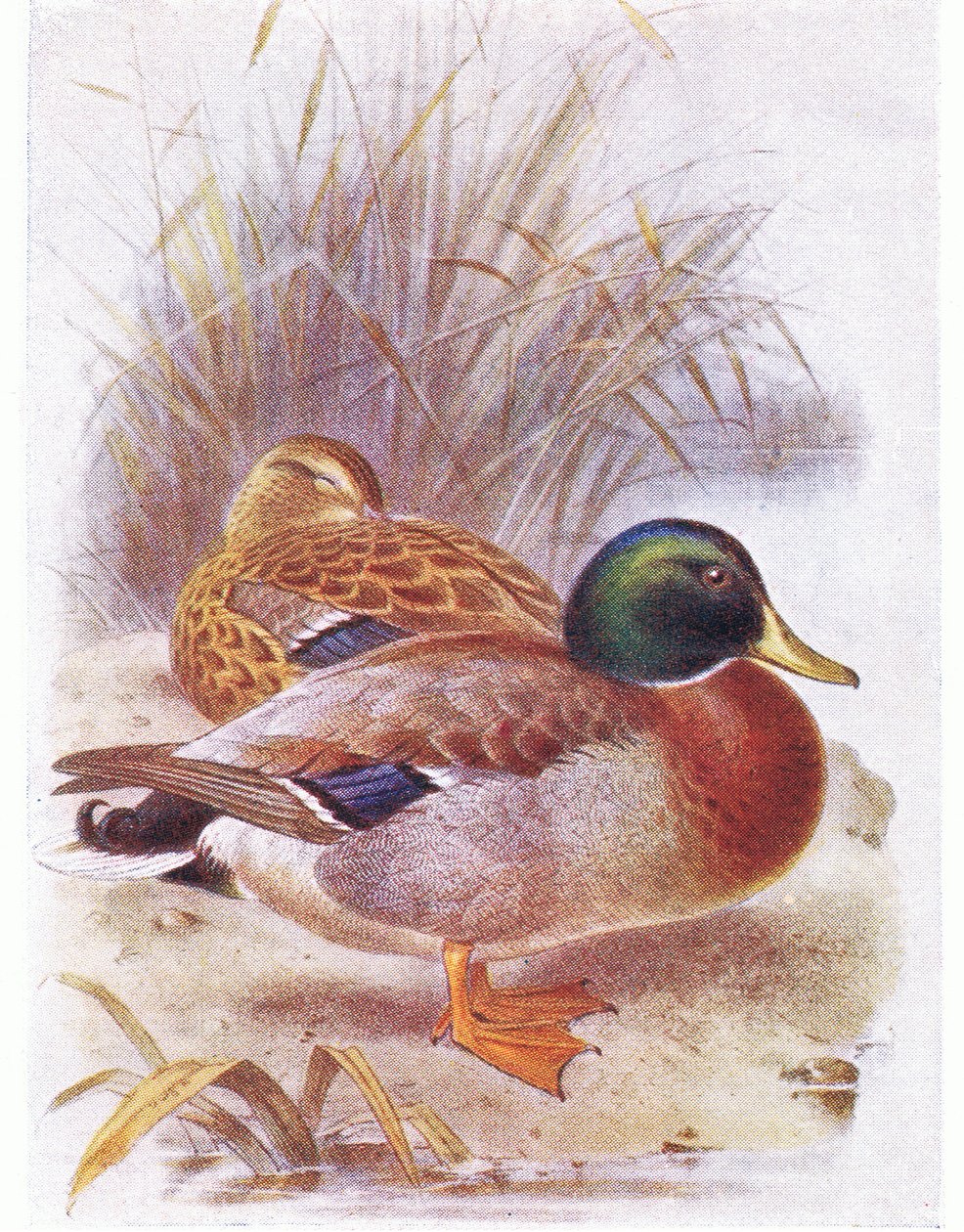 Gräsand av Archibald Thorburn