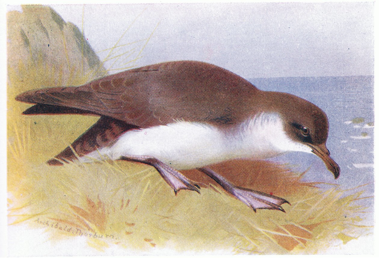 Manx sumpskädda av Archibald Thorburn