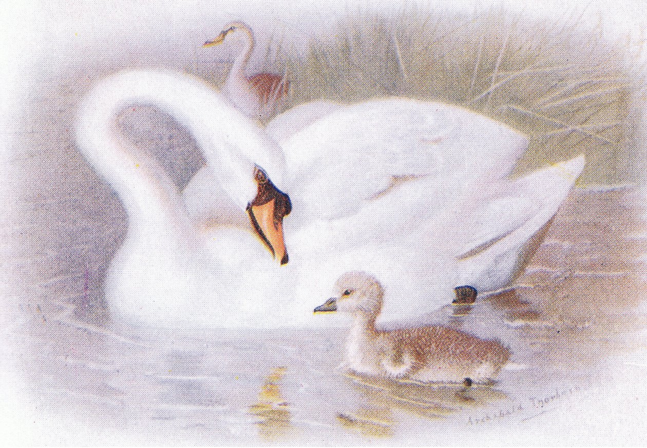 Mute Swan av Archibald Thorburn