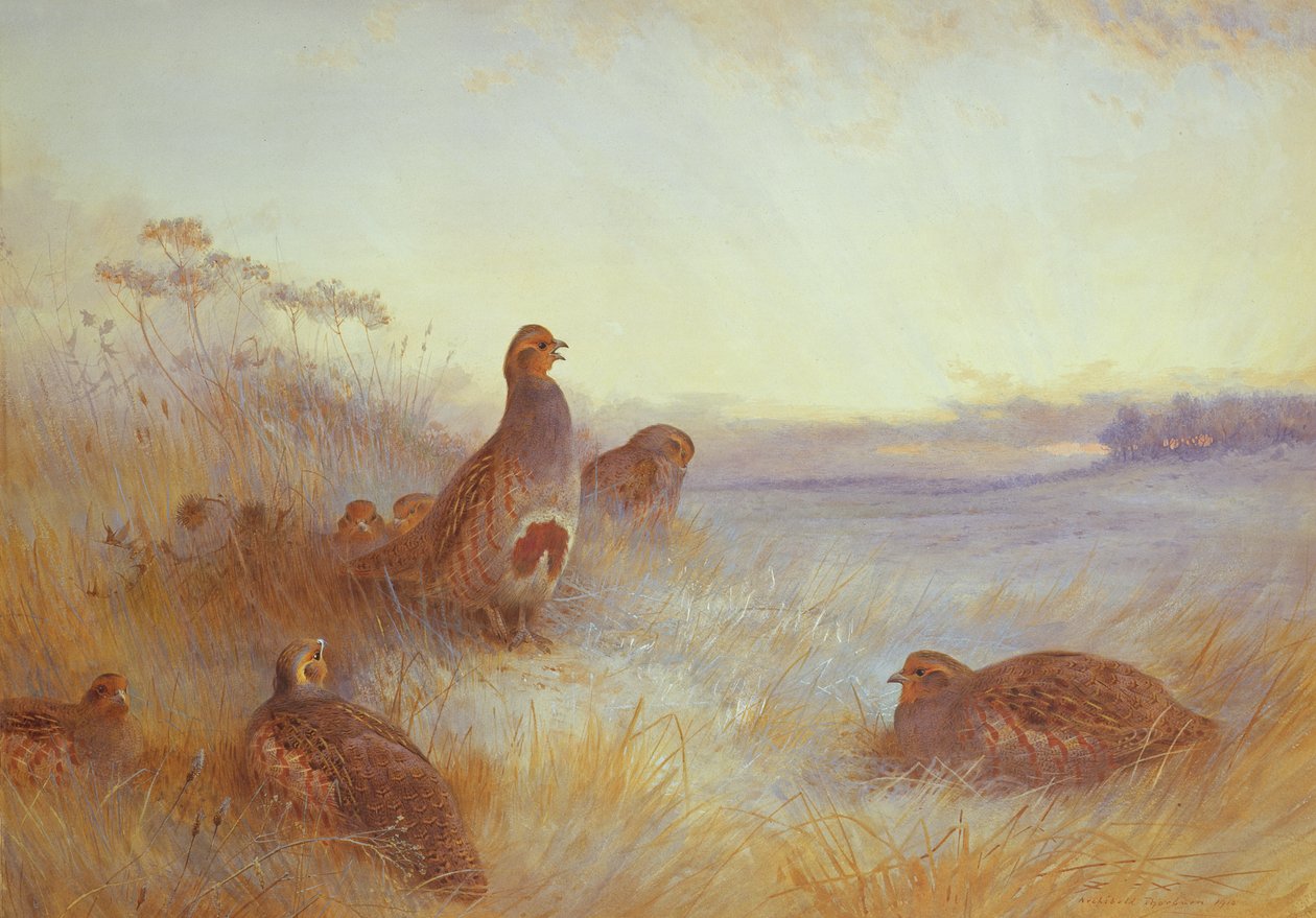 Rapphöns i tidig morgon, 1910 av Archibald Thorburn
