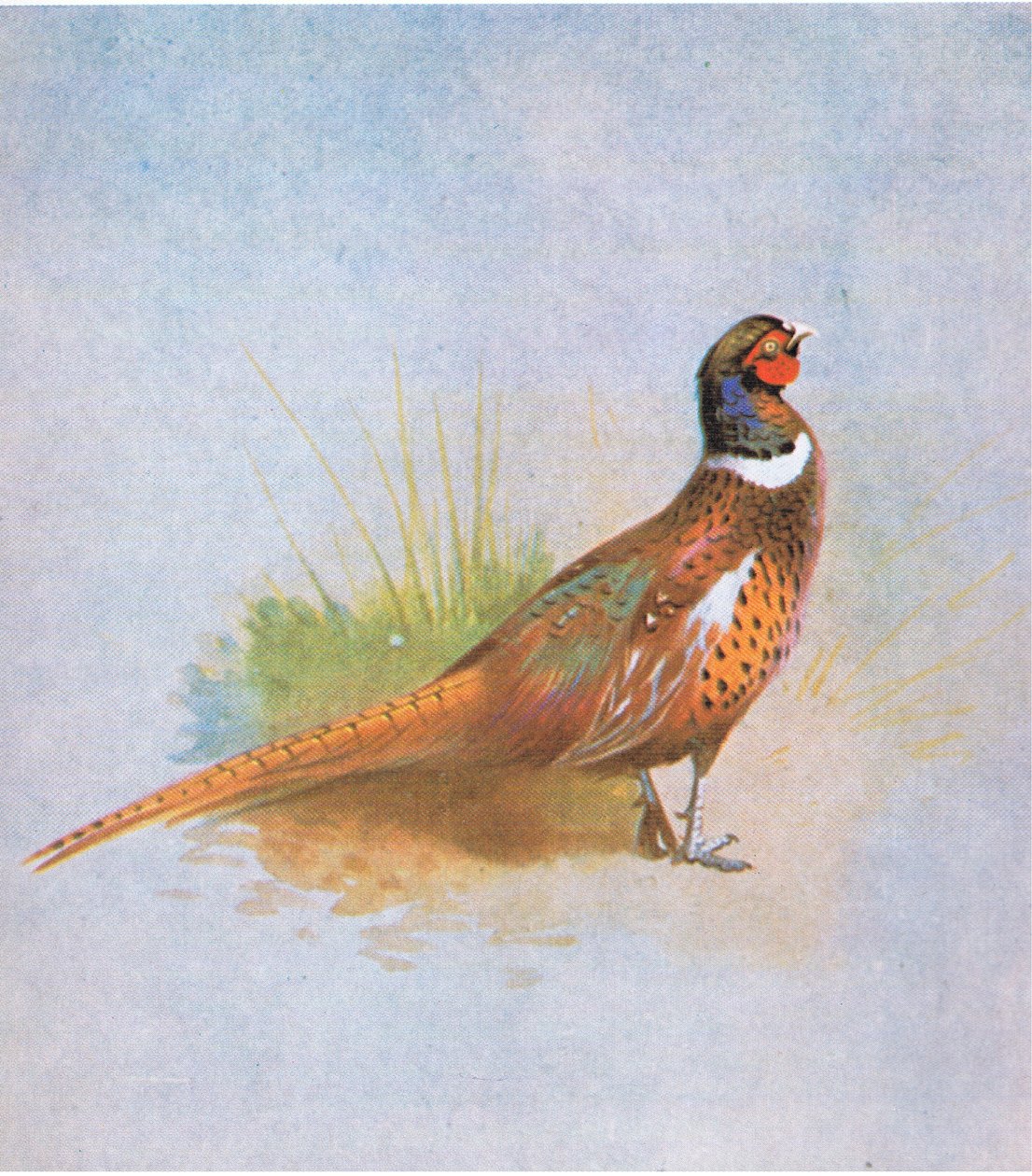 Pheasant, pub. saunia e Book Club Associates, 1972 swed av Archibald Thorburn