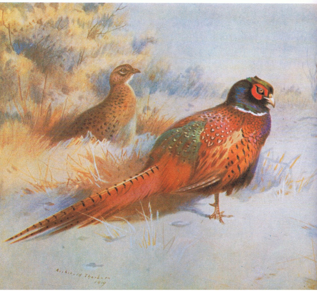 Pheasant, pub. saunia e Book Club Associates, 1972 swed av Archibald Thorburn
