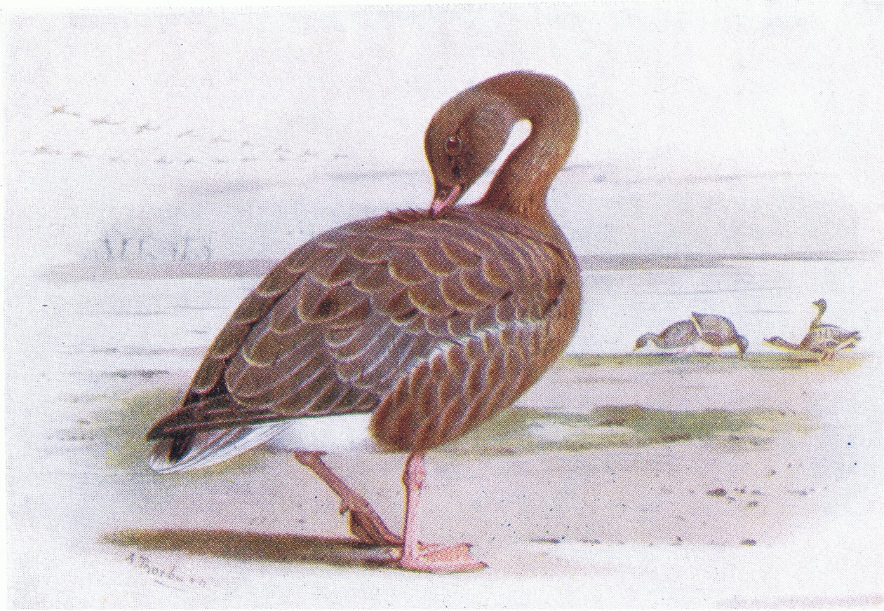 Rosafotad gås av Archibald Thorburn