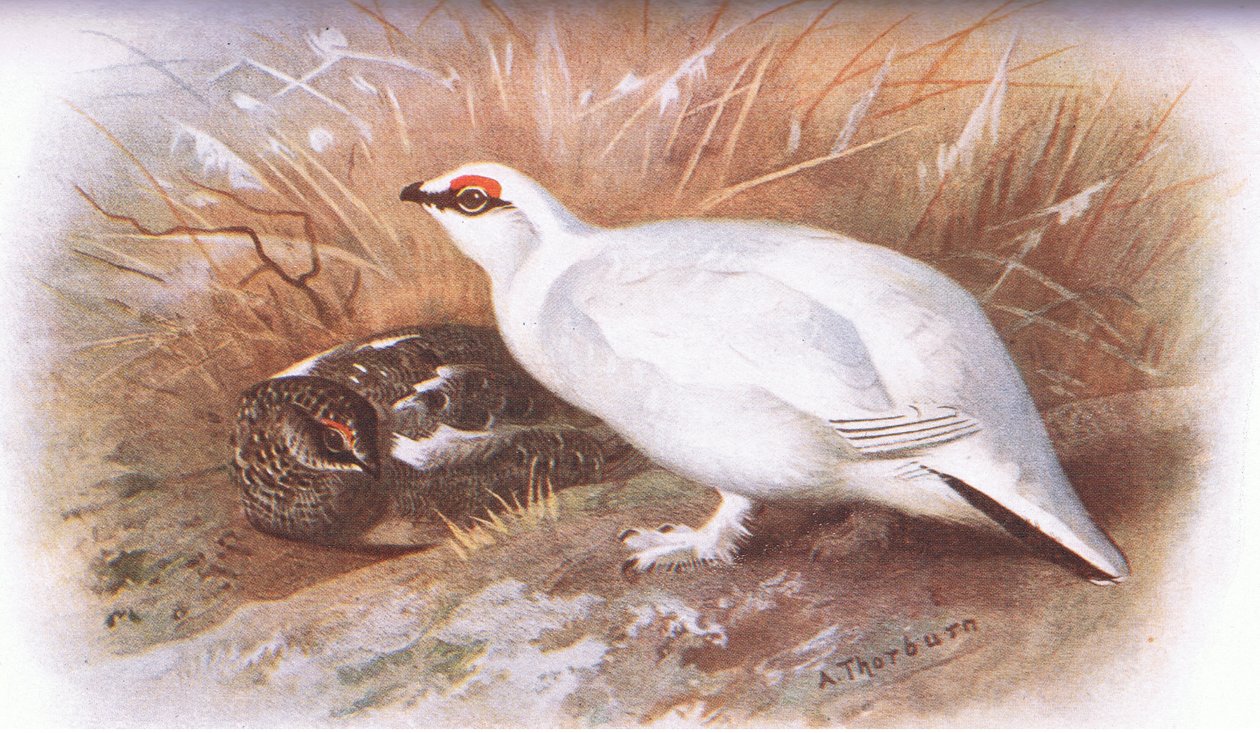Ptarmigan, från British Birds utgiven av Longmans, 1932 av Archibald Thorburn