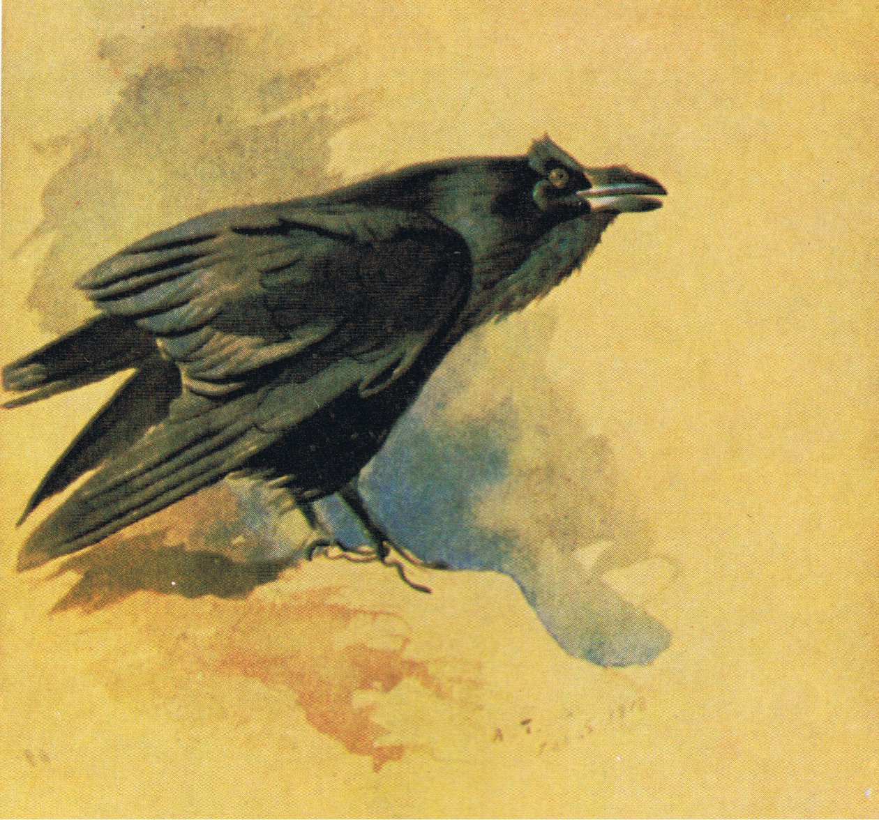 Raven, pub. saunia e Book Club Associates, 1972 swed av Archibald Thorburn